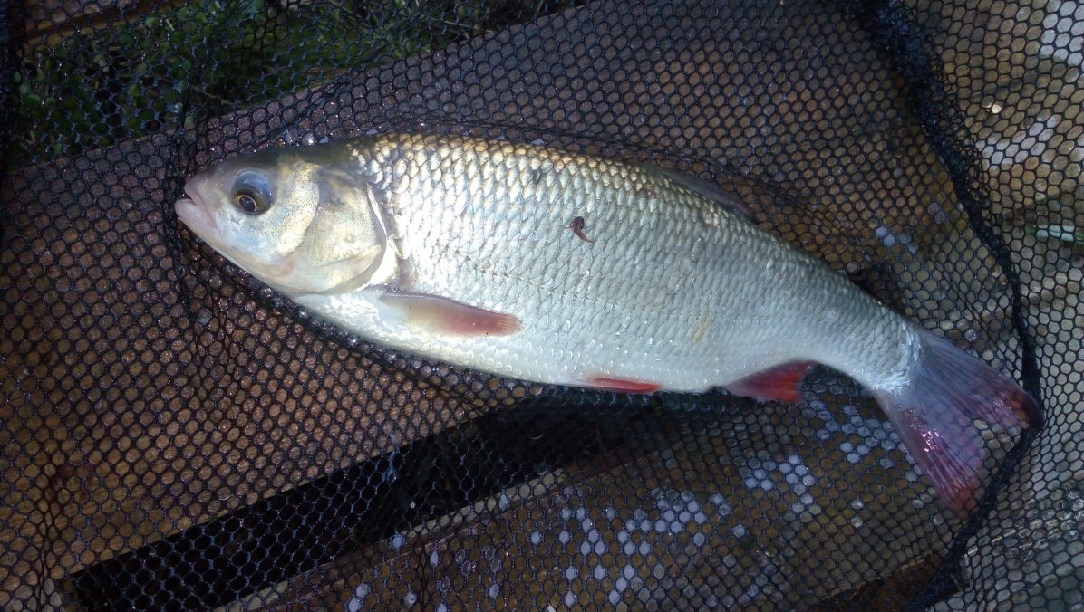 Jelec jesen (Leuciscus idus)