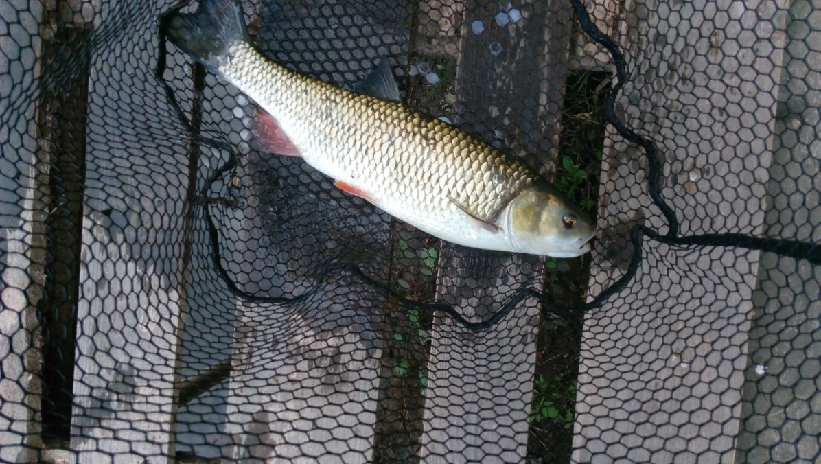 Jelec tloušť (Squalius cephalus)