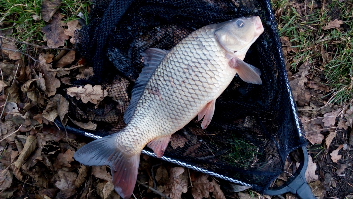 Kapr obecný (Cyprinus carpio)