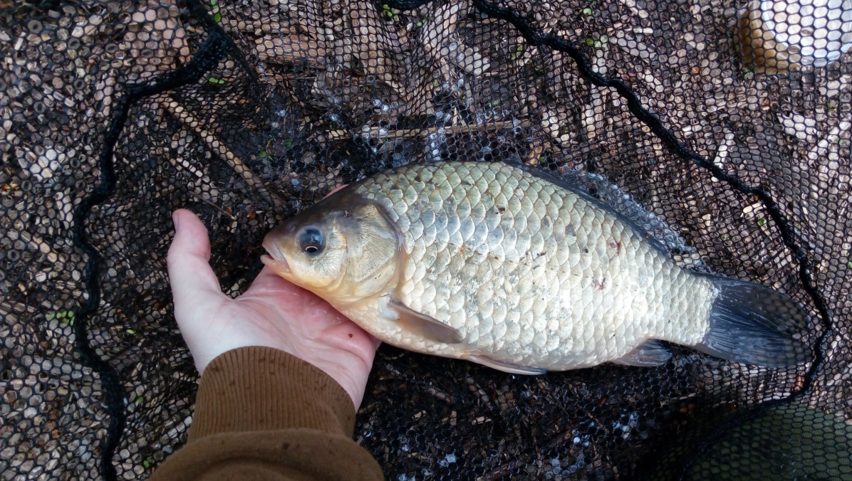 Karas stříbřitý (Carassius gibelio)