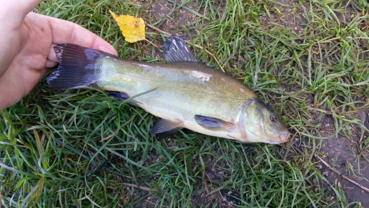 Lín  obecný (Tinca tinca)