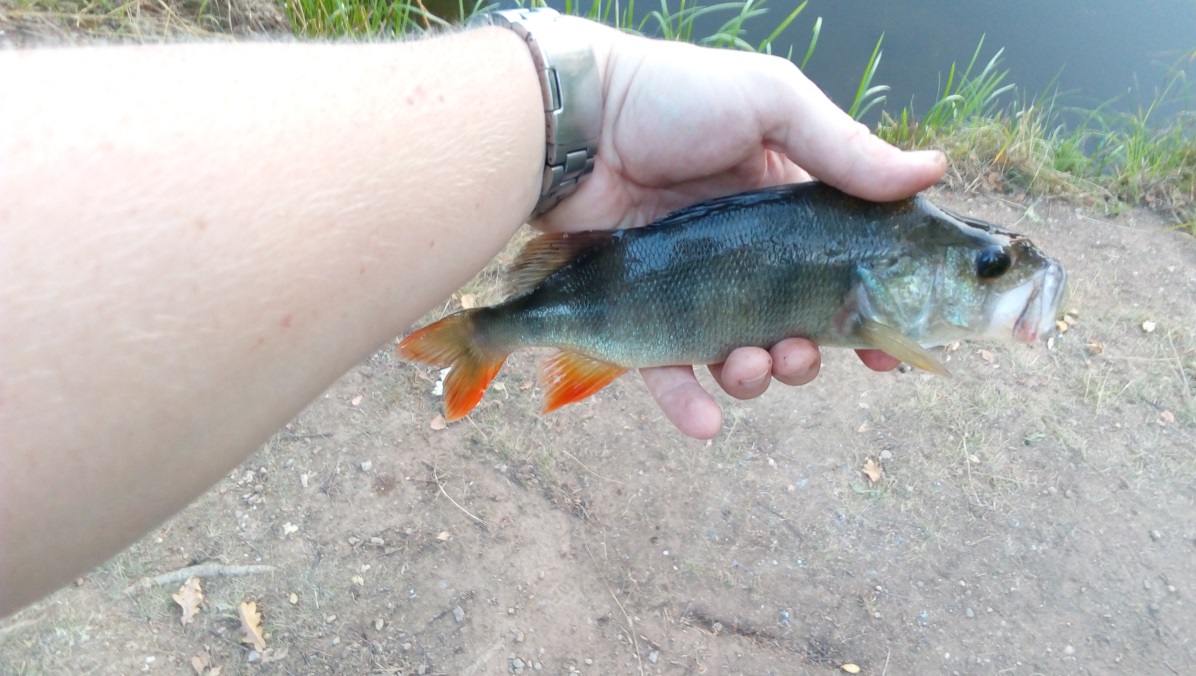 Okoun říční (Perca fluviatilis)