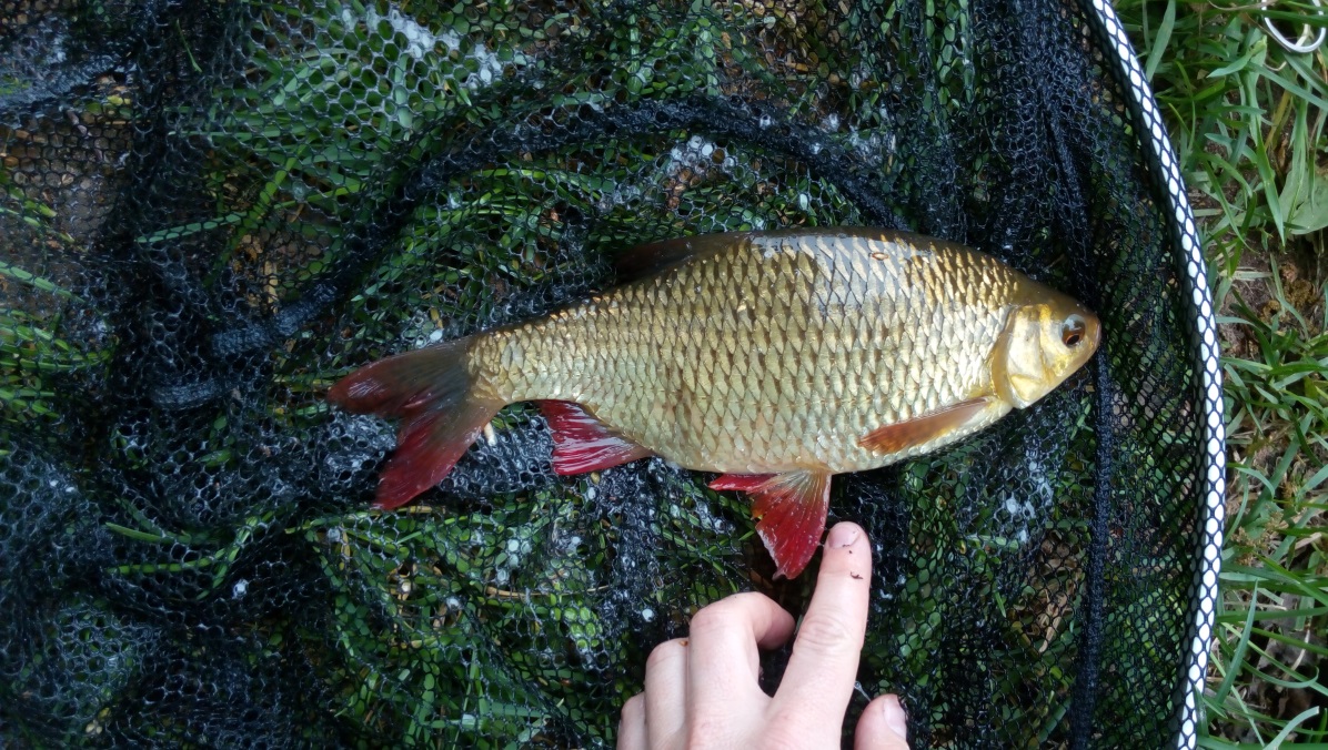 Perlín ostrobřichý (Scardinius erythrophthalmus)
