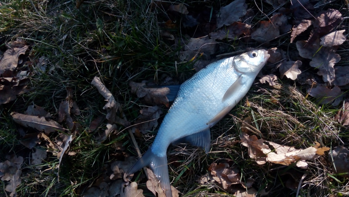 Pondělní dopoledne na Orlici