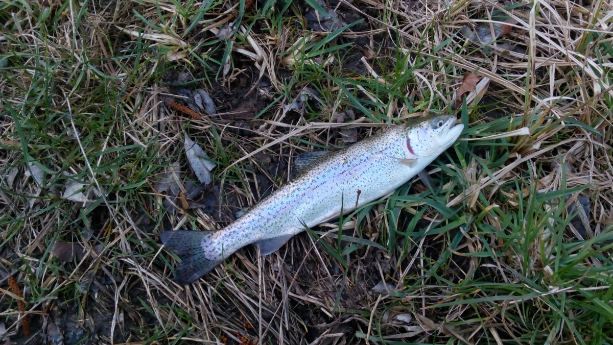 Pstruh duhový (Oncorhynchus mykiss)