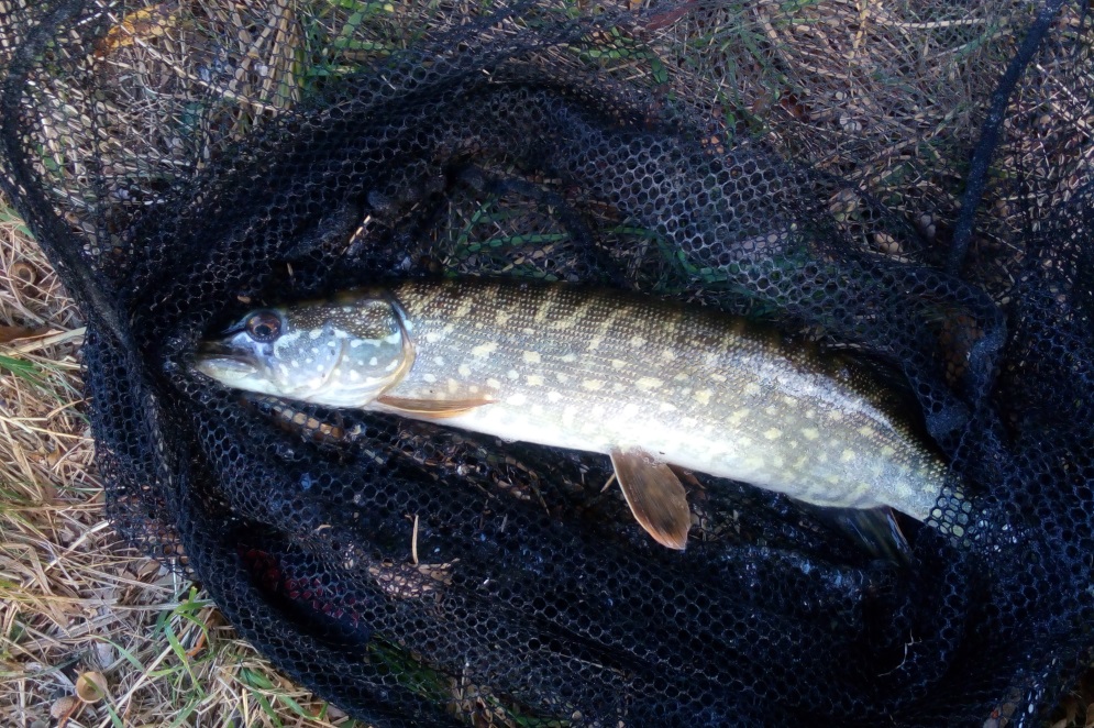 Štika obecná (Esox lucius)